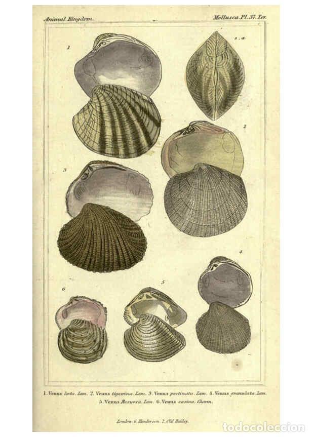 Collectionnisme de Revues et Journaux: Reproducci&oacute;n/Reproduction 5987348539: The animal kingdom, arranged according to its organization Lon