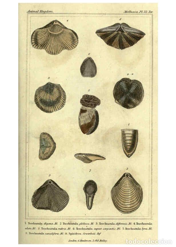 Collectionnisme de Revues et Journaux: Reproducci&oacute;n/Reproduction 5987343101: The animal kingdom, arranged according to its organization Lon