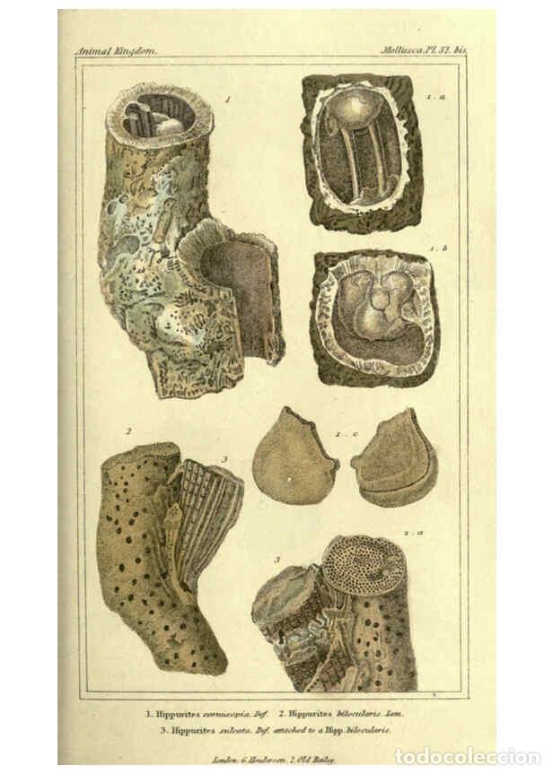 Collectionnisme de Revues et Journaux: Reproducci&oacute;n/Reproduction 5987907242: The animal kingdom, arranged according to its organization Lon