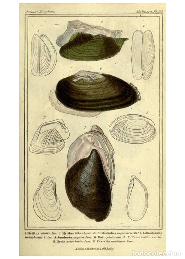 Collectionnisme de Revues et Journaux: Reproducci&oacute;n/Reproduction 5987908766: The animal kingdom, arranged according to its organization Lon