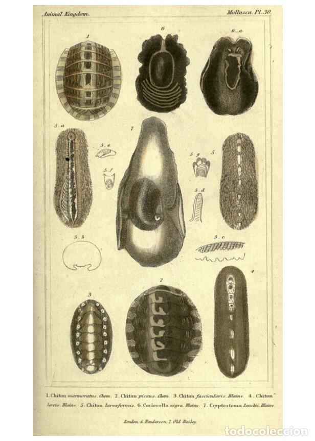 Collectionnisme de Revues et Journaux: Reproducci&oacute;n/Reproduction 5987341863: The animal kingdom, arranged according to its organization Lon