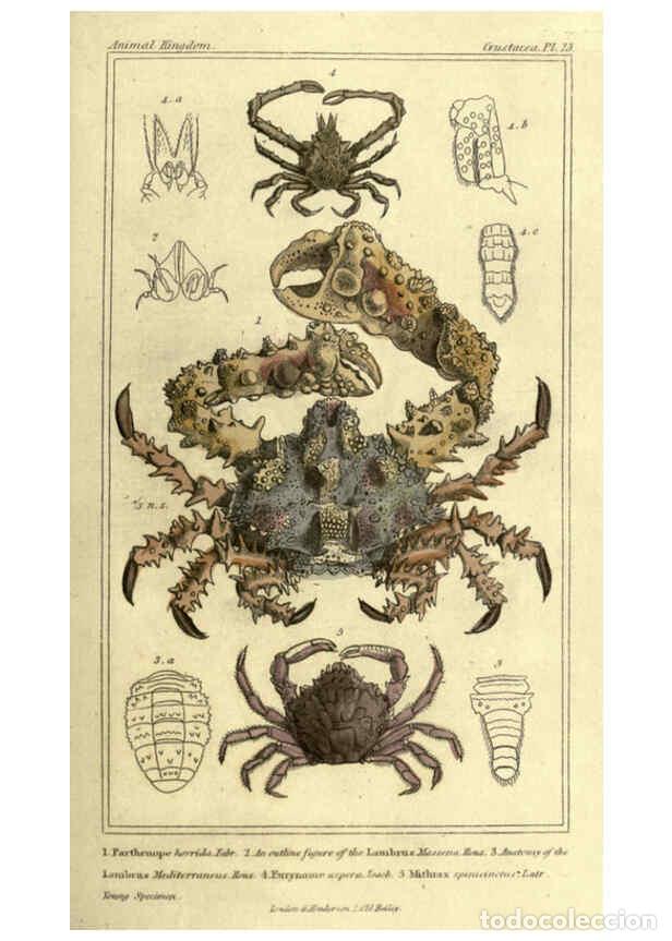 Collectionnisme de Revues et Journaux: Reproducci&oacute;n/Reproduction 5987363297: The animal kingdom, arranged according to its organization Lon