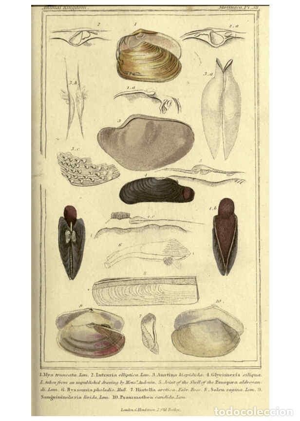 Collectionnisme de Revues et Journaux: Reproducci&oacute;n/Reproduction 5987911160: The animal kingdom, arranged according to its organization Lon