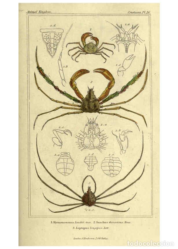 Collectionnisme de Revues et Journaux: Reproducci&oacute;n/Reproduction 5987364949: The animal kingdom, arranged according to its organization Lon