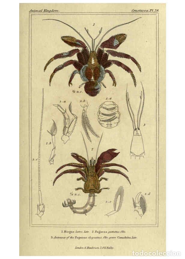 Collectionnisme de Revues et Journaux: Reproducci&oacute;n/Reproduction 5987928644: The animal kingdom, arranged according to its organization Lon