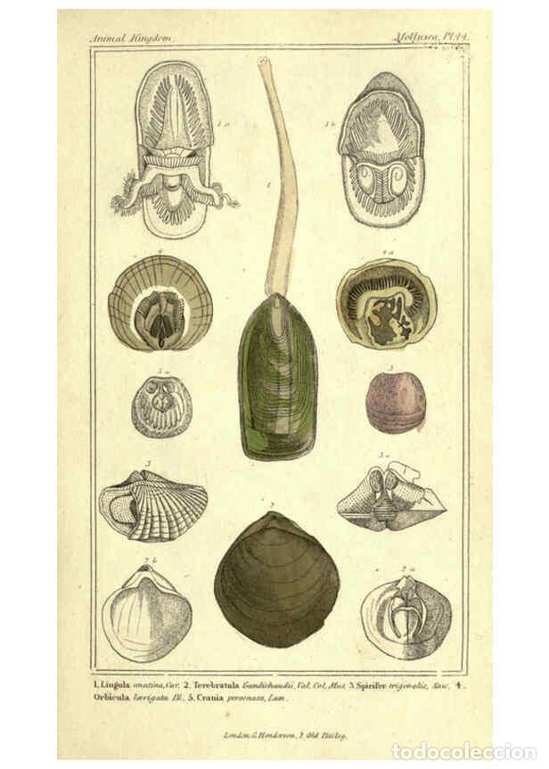 Collectionnisme de Revues et Journaux: Reproducci&oacute;n/Reproduction 5987913960: The animal kingdom, arranged according to its organization Lon