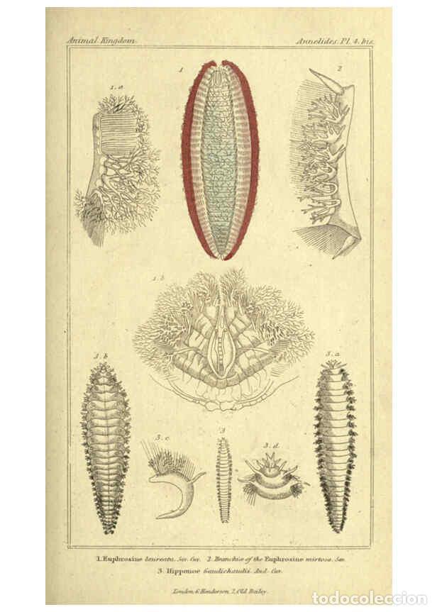 Collectionnisme de Revues et Journaux: Reproducci&oacute;n/Reproduction 5987354015: The animal kingdom, arranged according to its organization Lon