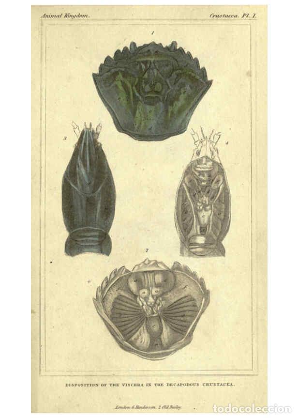 Collectionnisme de Revues et Journaux: Reproducci&oacute;n/Reproduction 5987918230: The animal kingdom, arranged according to its organization Lon