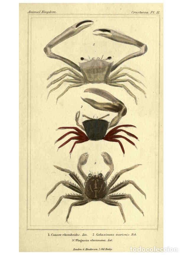 Collectionnisme de Revues et Journaux: Reproducci&oacute;n/Reproduction 5987359427: The animal kingdom, arranged according to its organization Lon