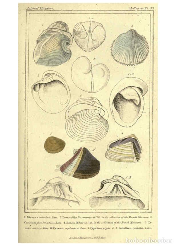 Collectionnisme de Revues et Journaux: Reproducci&oacute;n/Reproduction 5987907526: The animal kingdom, arranged according to its organization Lon