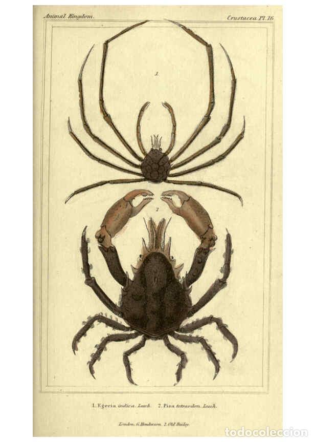 Collectionnisme de Revues et Journaux: Reproducci&oacute;n/Reproduction 5987923052: The animal kingdom, arranged according to its organization Lon