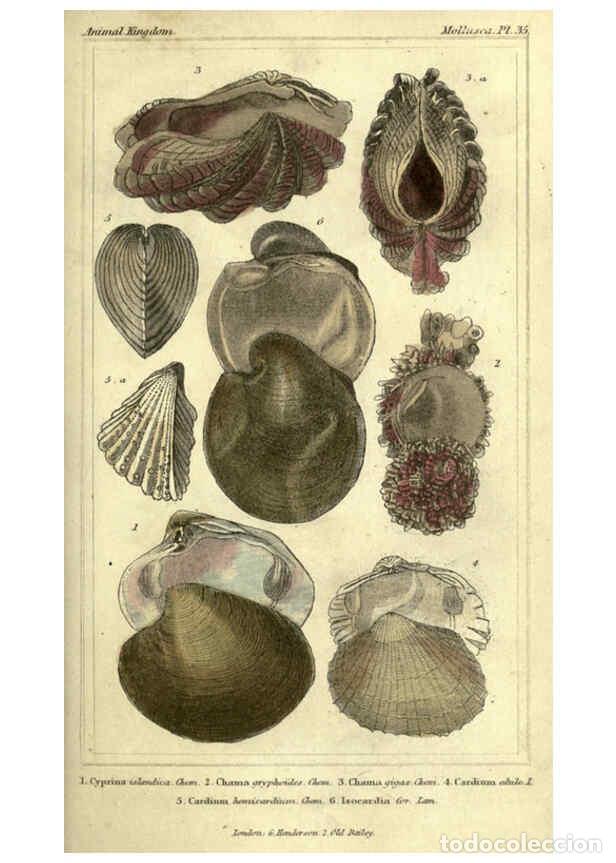 Collectionnisme de Revues et Journaux: Reproducci&oacute;n/Reproduction 5987346963: The animal kingdom, arranged according to its organization Lon