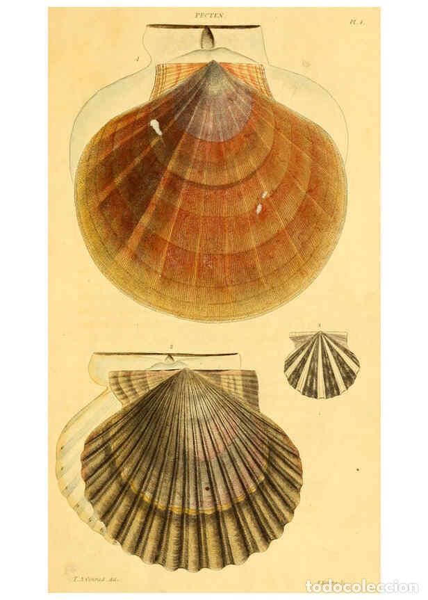 Collectionnisme de Revues et Journaux: Reproducci&oacute;n/Reproduction 5987854404: American marine conchology Philadelphia:Printed for the author