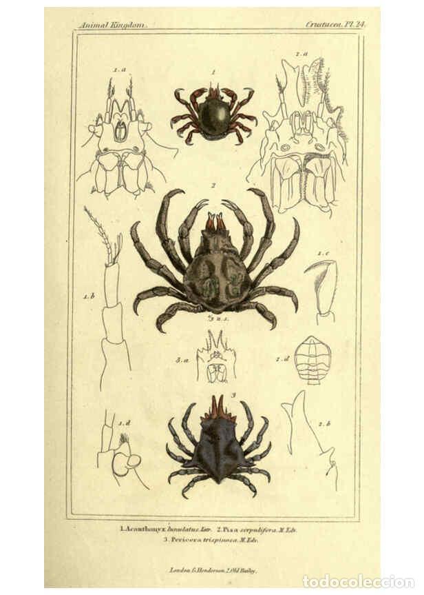 Collectionnisme de Revues et Journaux: Reproducci&oacute;n/Reproduction 5987925604: The animal kingdom, arranged according to its organization Lon