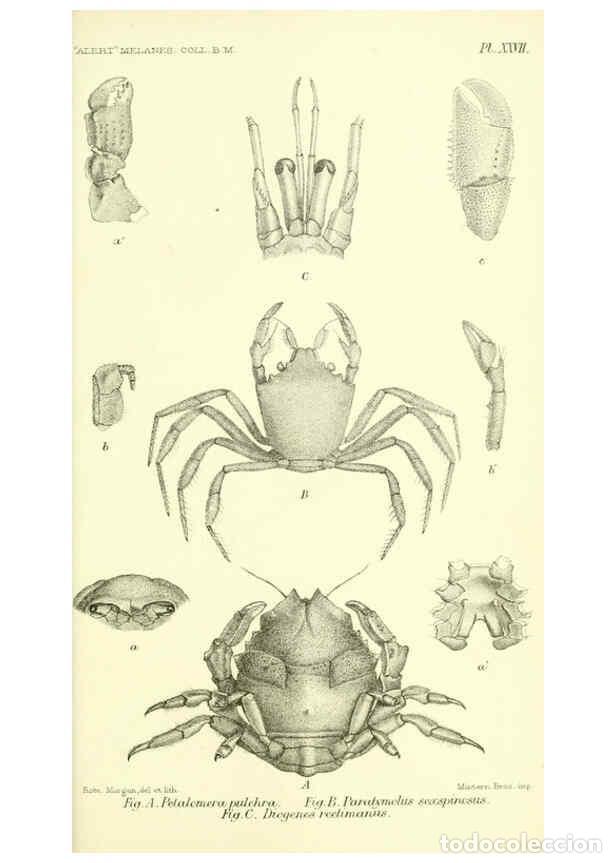 Collectionnisme de Revues et Journaux: Reproducci&oacute;n/Reproduction 5987496145: Report on the zoological collections made in the Indo-Pacific