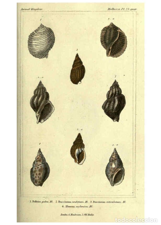 Collectionnisme de Revues et Journaux: Reproducci&oacute;n/Reproduction 5987898554: The animal kingdom, arranged according to its organization Lon