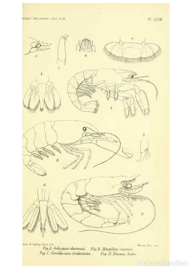 Collectionnisme de Revues et Journaux: Reproducci&oacute;n/Reproduction 5988060620: Report on the zoological collections made in the Indo-Pacific