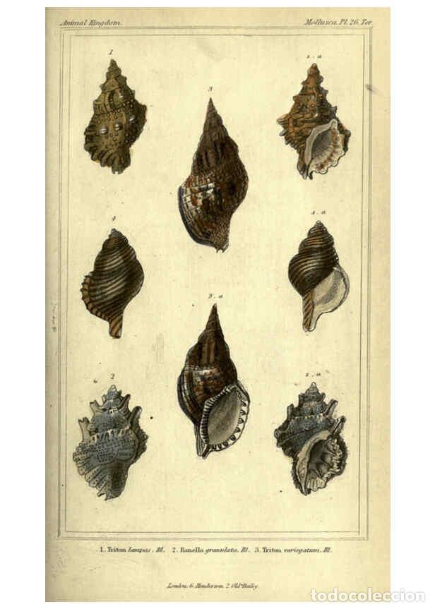 Collectionnisme de Revues et Journaux: Reproducci&oacute;n/Reproduction 5987901972: The animal kingdom, arranged according to its organization Lon