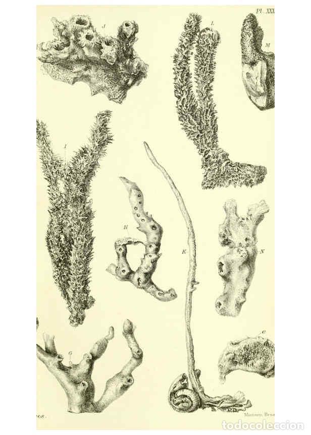 Collectionnisme de Revues et Journaux: Reproducci&oacute;n/Reproduction 5988063562: Report on the zoological collections made in the Indo-Pacific