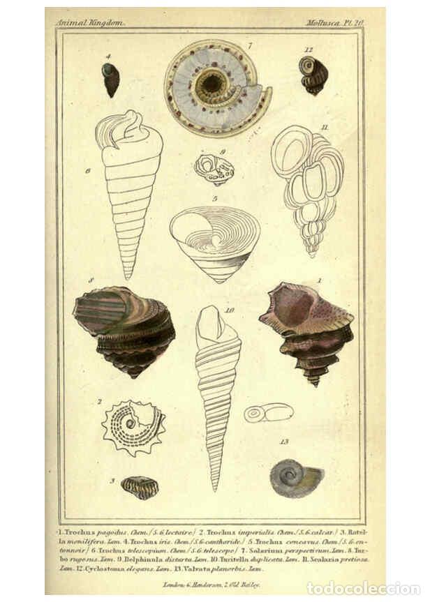 Collectionnisme de Revues et Journaux: Reproducci&oacute;n/Reproduction 5987888756: The animal kingdom, arranged according to its organization Lon