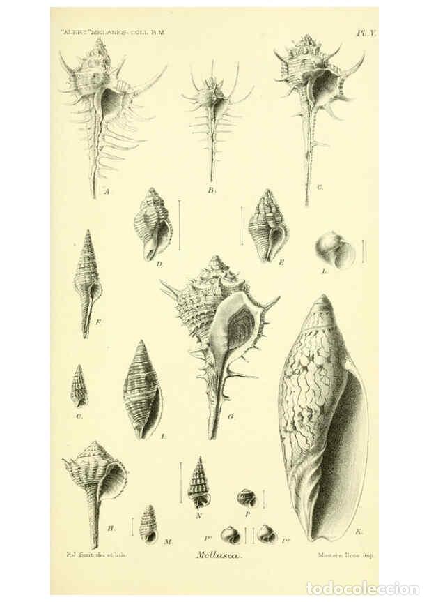 Collectionnisme de Revues et Journaux: Reproducci&oacute;n/Reproduction 5988052908: Report on the zoological collections made in the Indo-Pacific