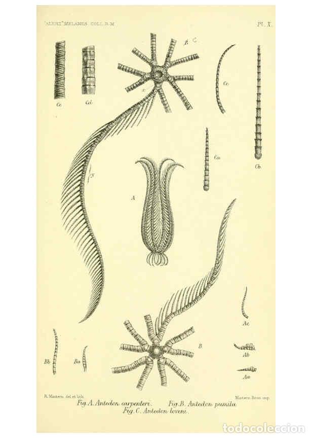 Collectionnisme de Revues et Journaux: Reproducci&oacute;n/Reproduction 5987490933: Report on the zoological collections made in the Indo-Pacific