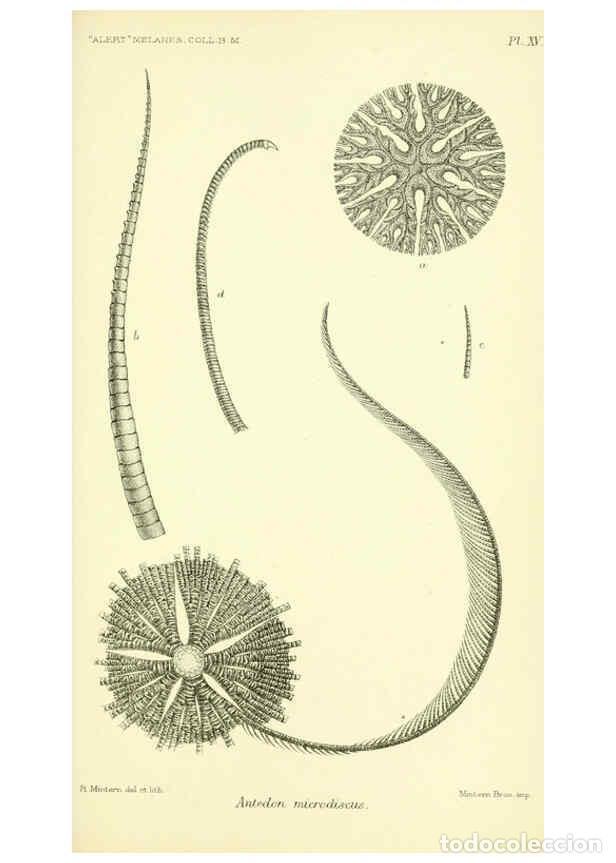 Collectionnisme de Revues et Journaux: Reproducci&oacute;n/Reproduction 5988055888: Report on the zoological collections made in the Indo-Pacific