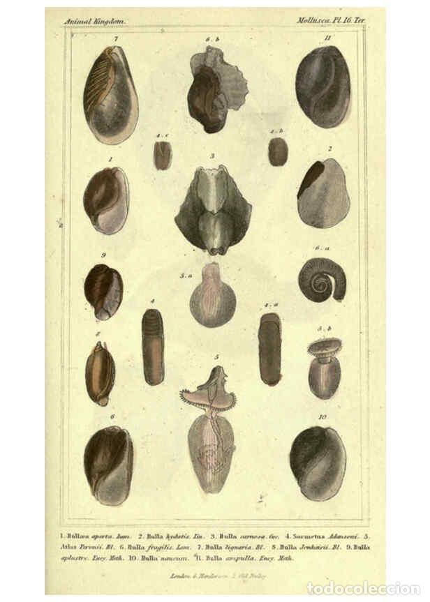 Collectionnisme de Revues et Journaux: Reproducci&oacute;n/Reproduction 5987325051: The animal kingdom, arranged according to its organization Lon