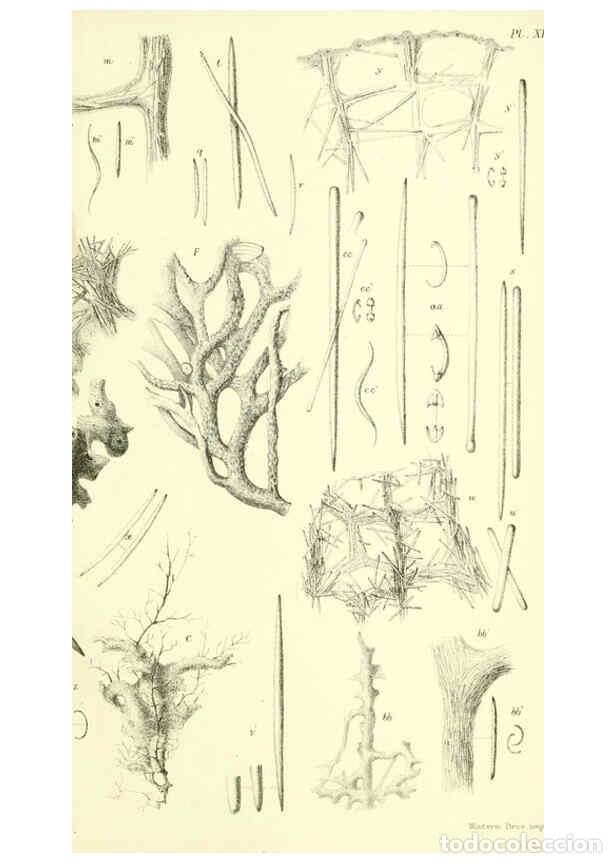 Collectionnisme de Revues et Journaux: Reproducci&oacute;n/Reproduction 5988064866: Report on the zoological collections made in the Indo-Pacific