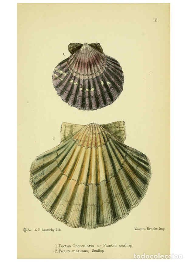 Collectionnisme de Revues et Journaux: Reproducci&oacute;n/Reproduction 5988083854: The edible Mollusca of Great Britain and Ireland London :L. Re