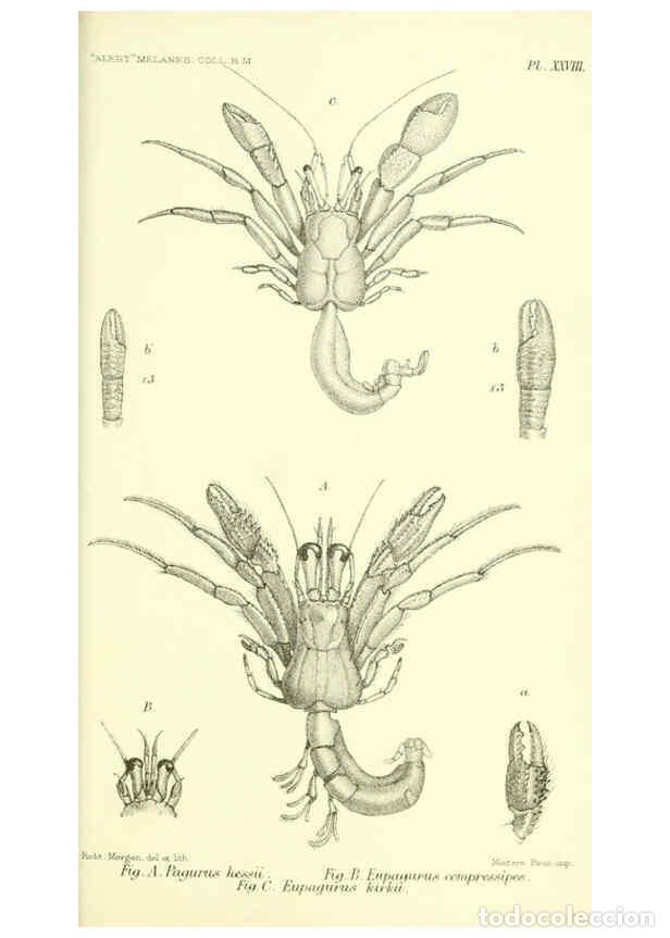 Collectionnisme de Revues et Journaux: Reproducci&oacute;n/Reproduction 5988059534: Report on the zoological collections made in the Indo-Pacific