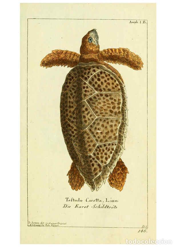 Collectionnisme de Revues et Journaux: Reproducci&oacute;n/Reproduction 5988315446: Gemeinn&uuml;zzige Naturgeschichte des Thierreichs bd. 4 plates Ber