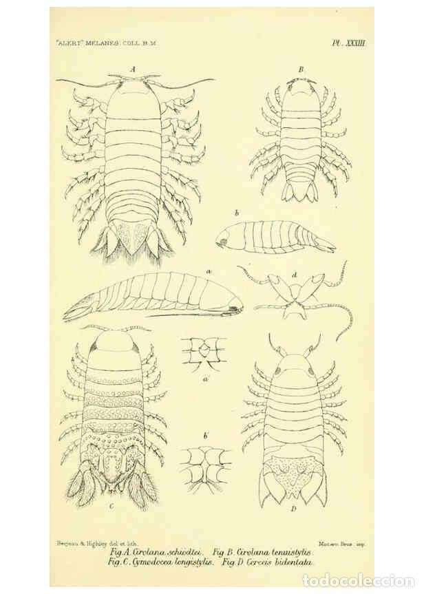 Collectionnisme de Revues et Journaux: Reproducci&oacute;n/Reproduction 5987497727: Report on the zoological collections made in the Indo-Pacific
