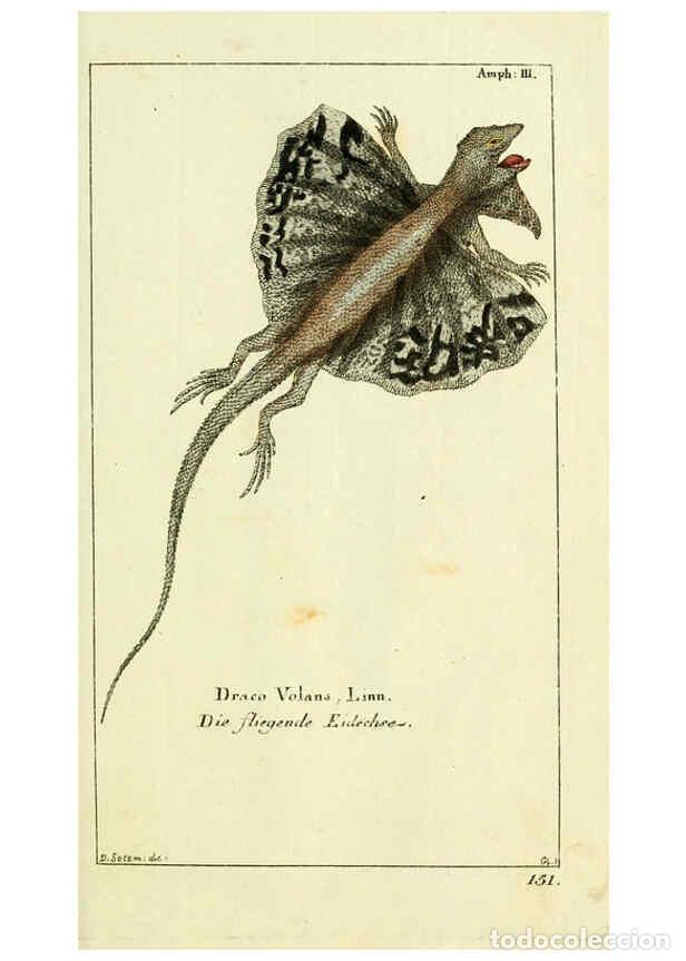 Collectionnisme de Revues et Journaux: Reproducci&oacute;n/Reproduction 5987753391: Gemeinn&uuml;zzige Naturgeschichte des Thierreichs bd. 4 plates Ber