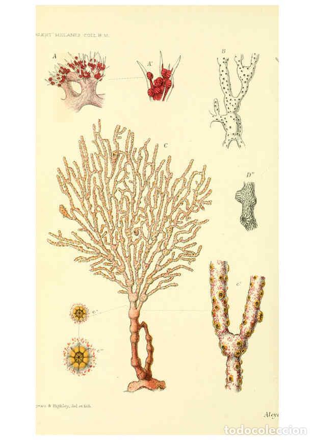 Collectionnisme de Revues et Journaux: Reproducci&oacute;n/Reproduction 5987499113: Report on the zoological collections made in the Indo-Pacific