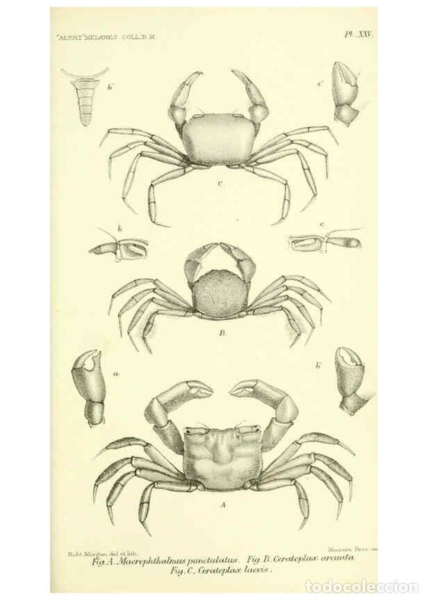 Collectionnisme de Revues et Journaux: Reproducci&oacute;n/Reproduction 5987495643: Report on the zoological collections made in the Indo-Pacific