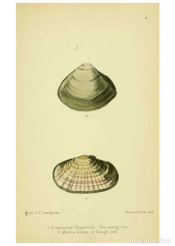 Collectionnisme de Revues et Journaux: Reproducci&oacute;n/Reproduction 5988082170: The edible Mollusca of Great Britain and Ireland London :L. Re