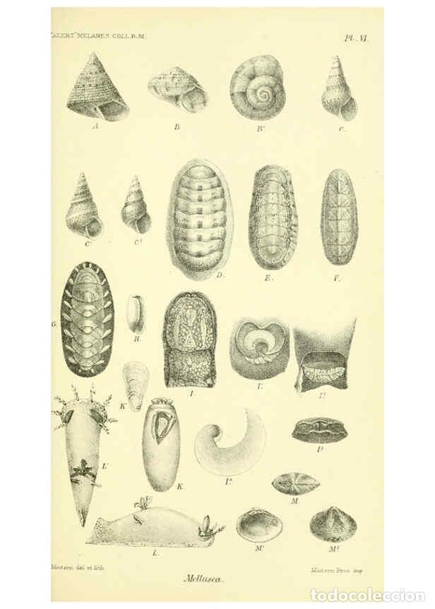 Collectionnisme de Revues et Journaux: Reproducci&oacute;n/Reproduction 5988053188: Report on the zoological collections made in the Indo-Pacific