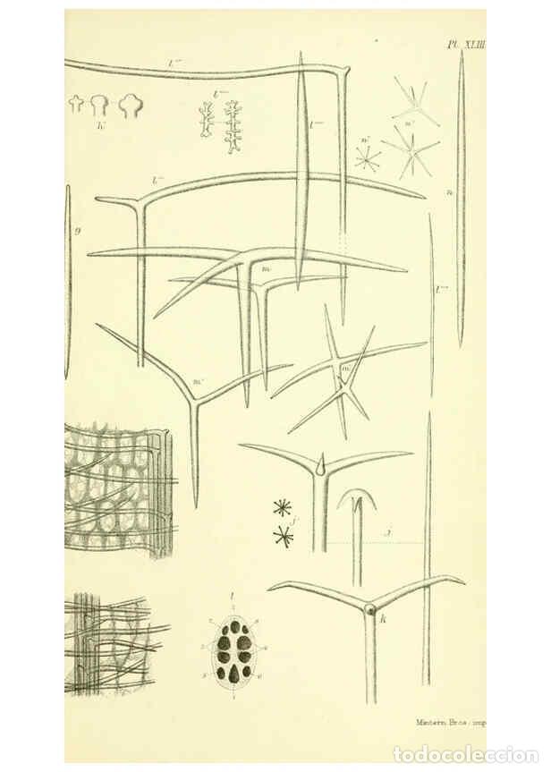 Collectionnisme de Revues et Journaux: Reproducci&oacute;n/Reproduction 5988066364: Report on the zoological collections made in the Indo-Pacific