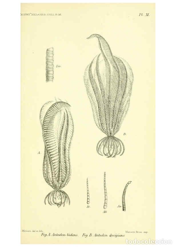 Collectionnisme de Revues et Journaux: Reproducci&oacute;n/Reproduction 5987491283: Report on the zoological collections made in the Indo-Pacific