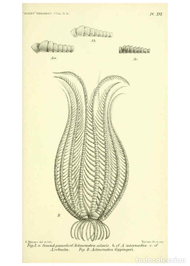 Collectionnisme de Revues et Journaux: Reproducci&oacute;n/Reproduction 5988056228: Report on the zoological collections made in the Indo-Pacific