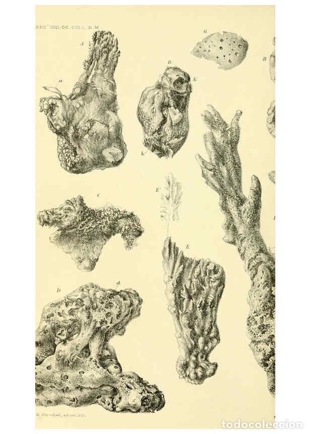 Collezionismo di Riviste e Giornali: Reproducci&oacute;n/Reproduction 5987506019: Report on the zoological collections made in the Indo-Pacific