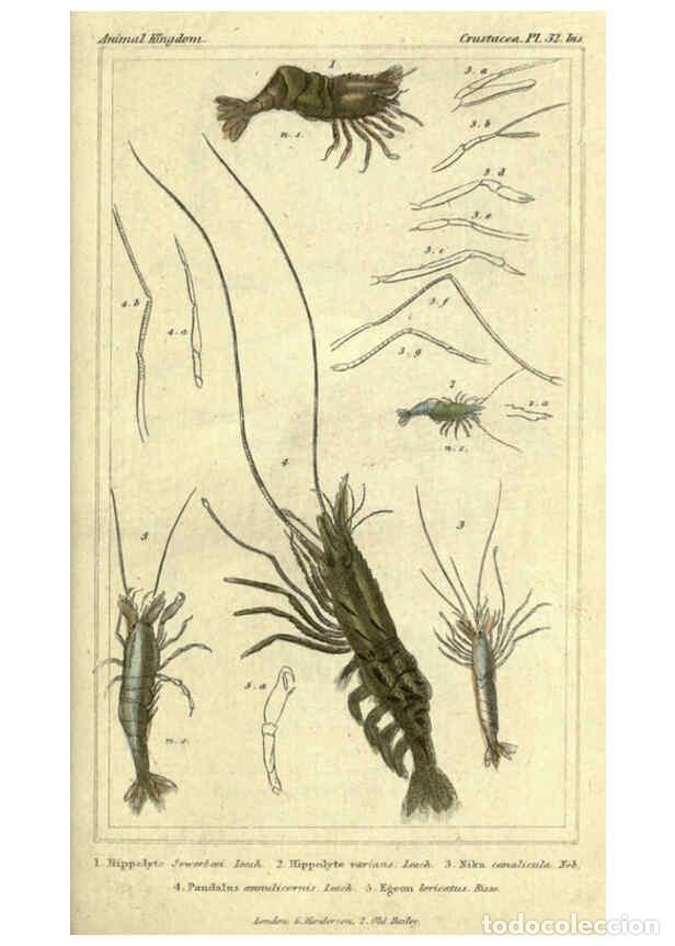 Collezionismo di Riviste e Giornali: Reproducci&oacute;n/Reproduction 5987369037: The animal kingdom, arranged according to its organization Lon