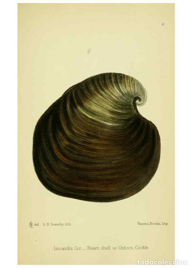 Collezionismo di Riviste e Giornali: Reproducci&oacute;n/Reproduction 5988082724: The edible Mollusca of Great Britain and Ireland London :L. Re