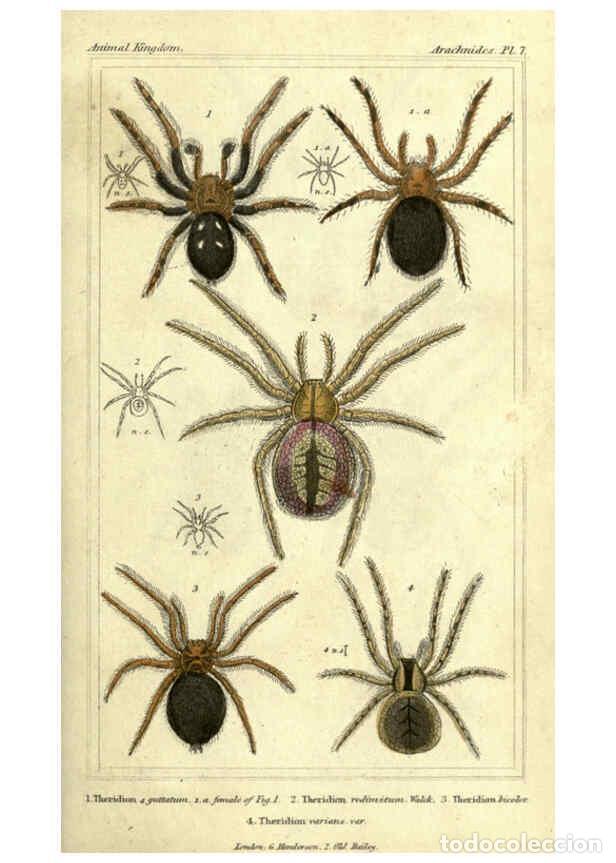 Collezionismo di Riviste e Giornali: Reproducci&oacute;n/Reproduction 5987379773: The animal kingdom, arranged according to its organization Lon