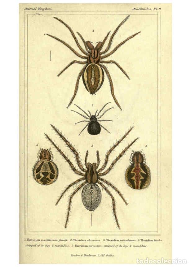 Collezionismo di Riviste e Giornali: Reproducci&oacute;n/Reproduction 5987381131: The animal kingdom, arranged according to its organization Lon