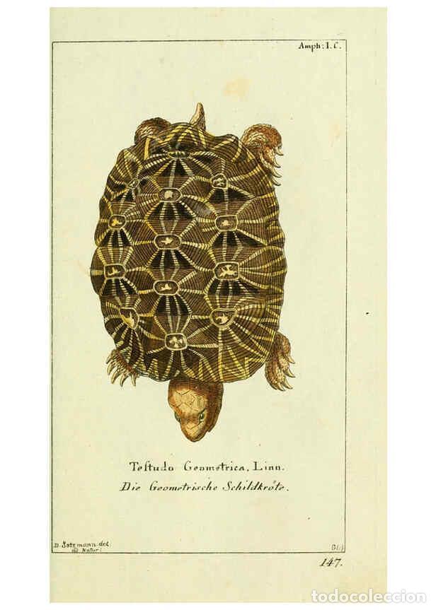 Collezionismo di Riviste e Giornali: Reproducci&oacute;n/Reproduction 5988315664: Gemeinn&uuml;zzige Naturgeschichte des Thierreichs bd. 4 plates Ber