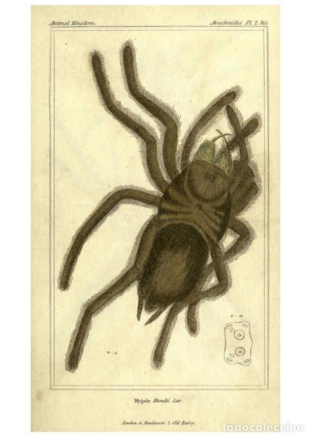 Collezionismo di Riviste e Giornali: Reproducci&oacute;n/Reproduction 5987939018: The animal kingdom, arranged according to its organization Lon