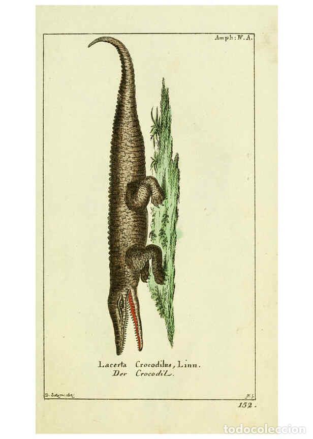 Collezionismo di Riviste e Giornali: Reproducci&oacute;n/Reproduction 5988317040: Gemeinn&uuml;zzige Naturgeschichte des Thierreichs bd. 4 plates Ber