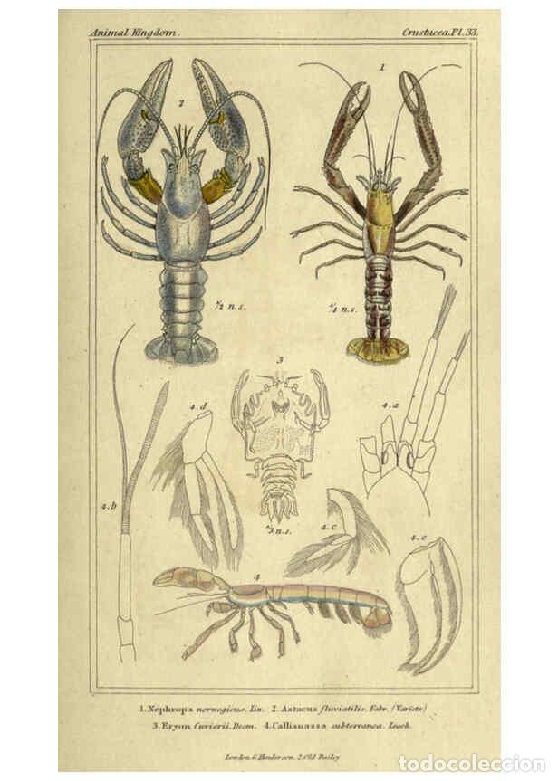 Collezionismo di Riviste e Giornali: Reproducci&oacute;n/Reproduction 5987932004: The animal kingdom, arranged according to its organization Lon